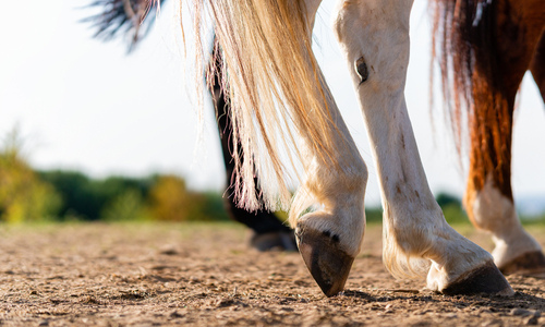 Is Your Horse Showing Signs of Problems in its Hind Legs? — Park City  Equine - Veterinarian in Park City, UT