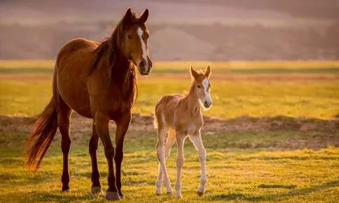 The Growth and Care of Your New Foal