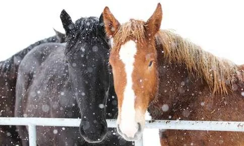 How To Care For Your Horse When Temperatures Drop
