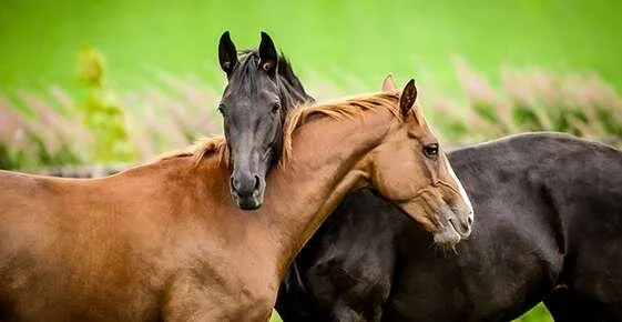 Venereal Disease