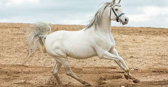 Immunodeficiency Disorders