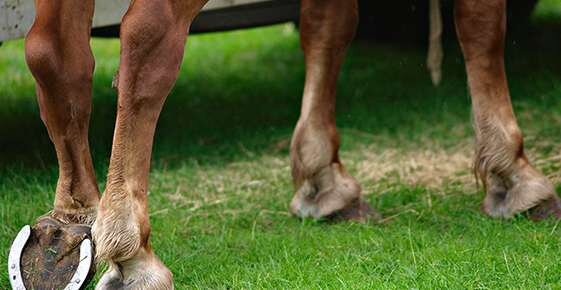 Horse hoof anatomy (with pictures): everything you need to know about  keeping your horse's hooves healthy - My life is better with horses
