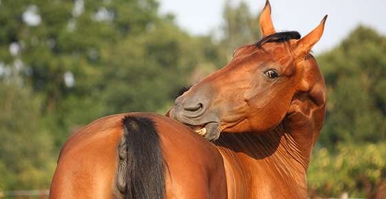 Hives and Skin Allergies