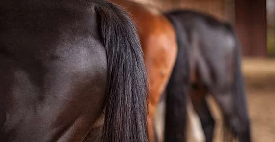 Equine Movement Disorder