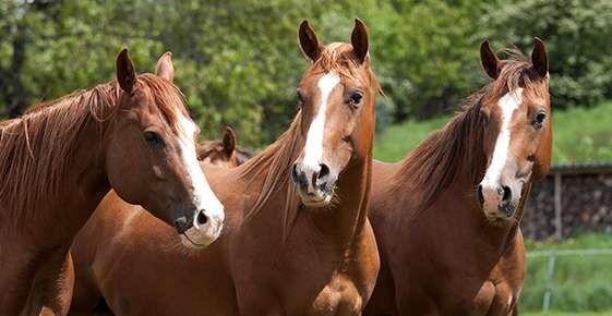 Equine Motor Neuron Disease