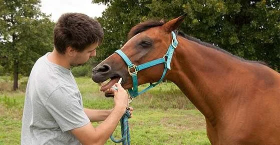 Deworming and Internal Parasites
