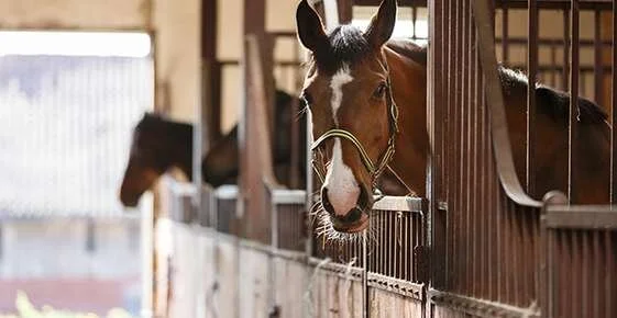 Why You Need to Keep Stalls Clean