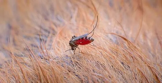 Prevent Incurable Horse Virus