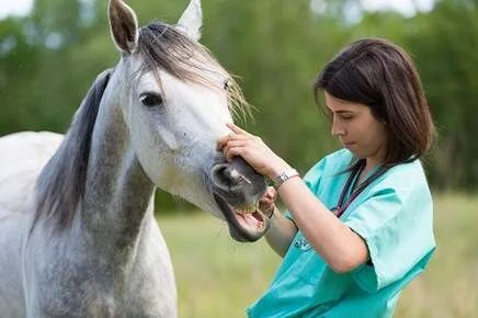 Horse Talk: Oral Exams Matter at Every Age