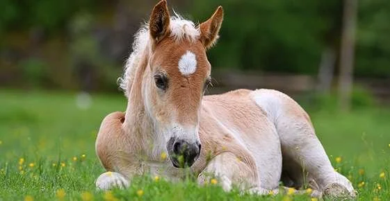 Foaling Injuries and Complications