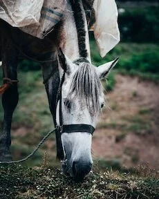 Feeding Horses