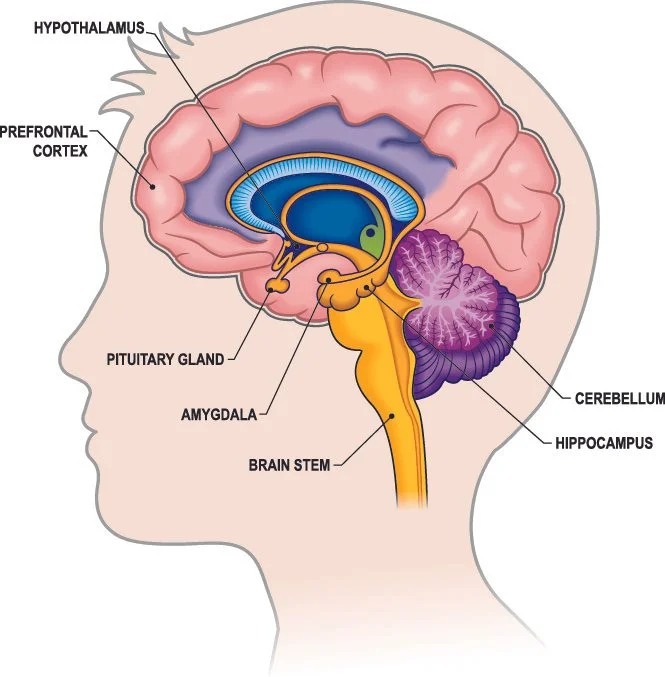 brain diagram trauma-informed