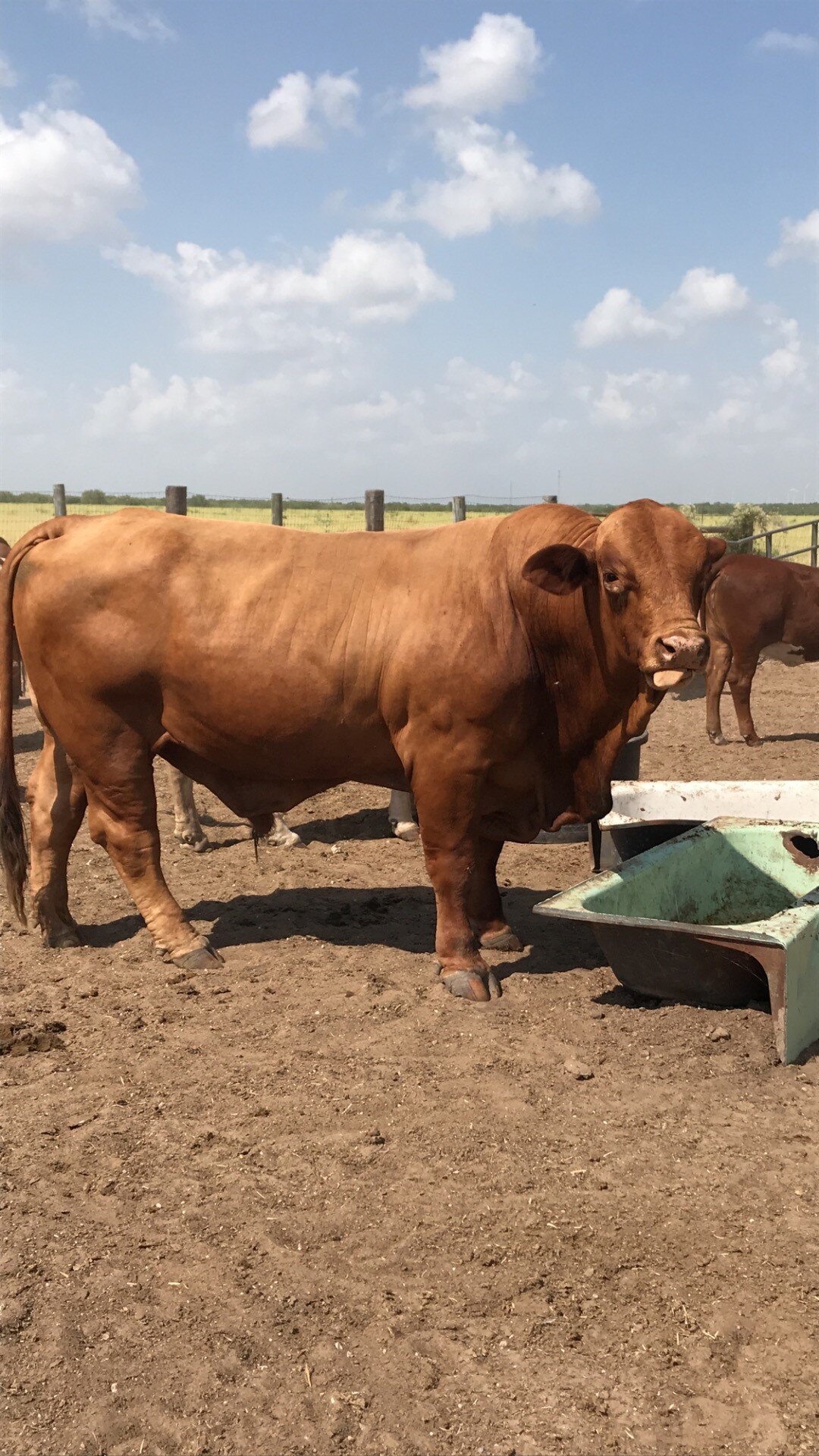 Big Bull.jpg