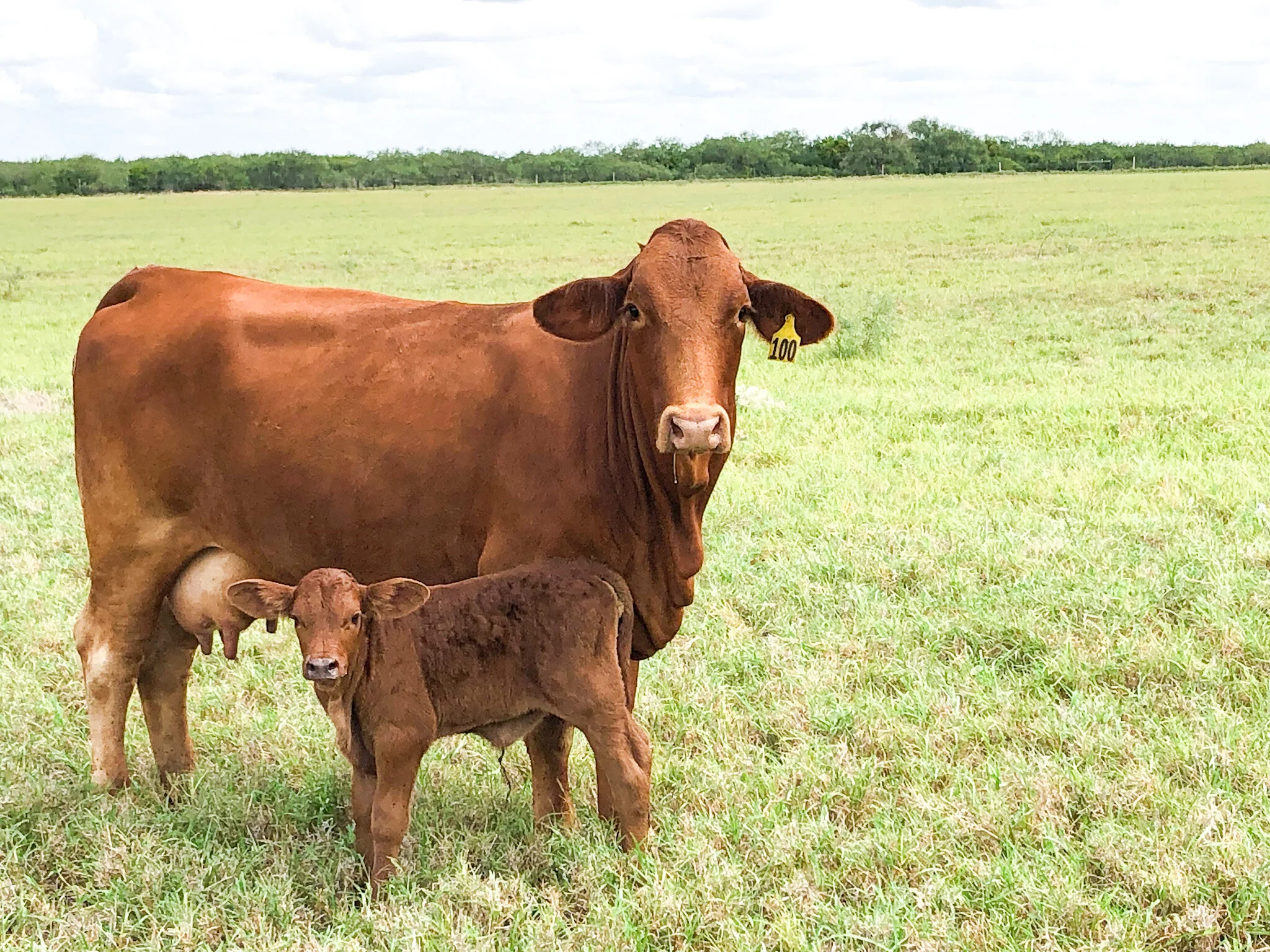 cow.jpg