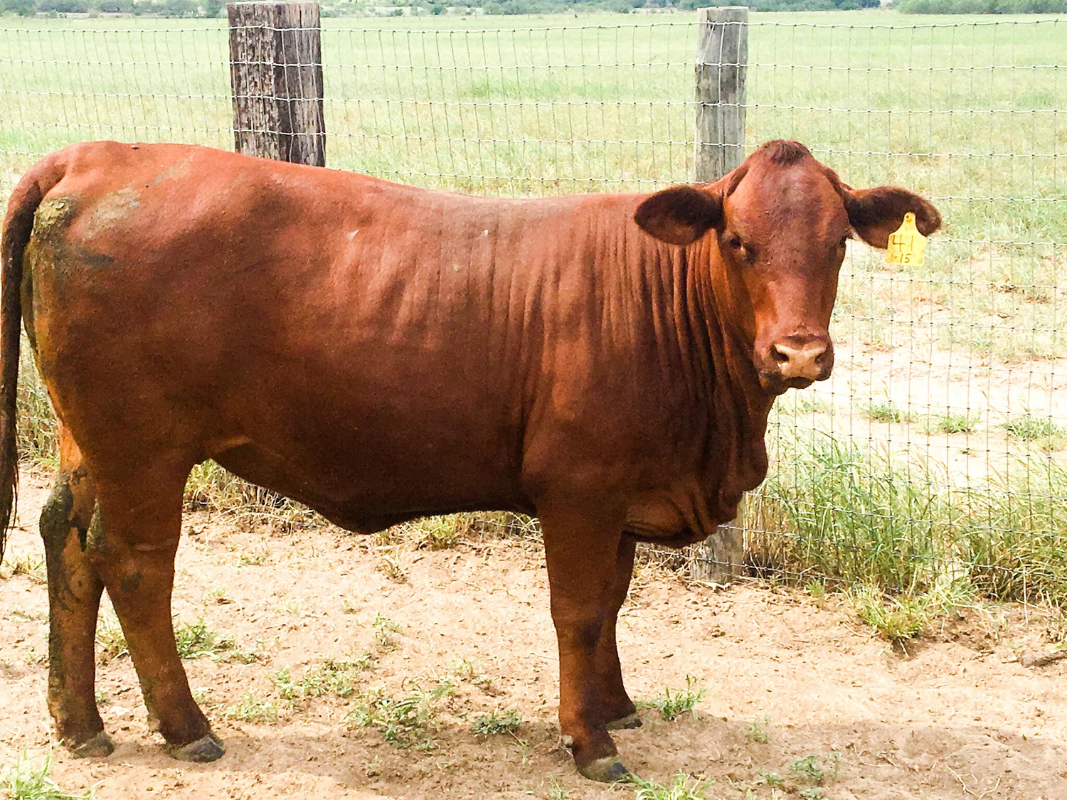 Mini Beefmaster Beefmaster Heifer