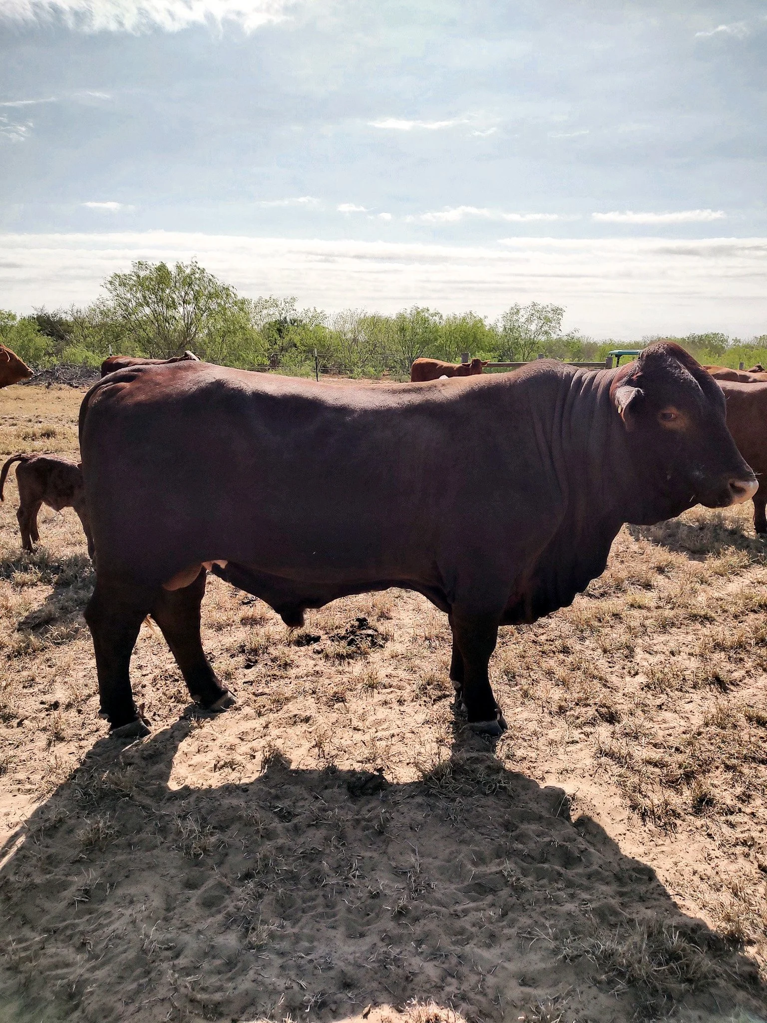 beefmaster cow top cow.jpg