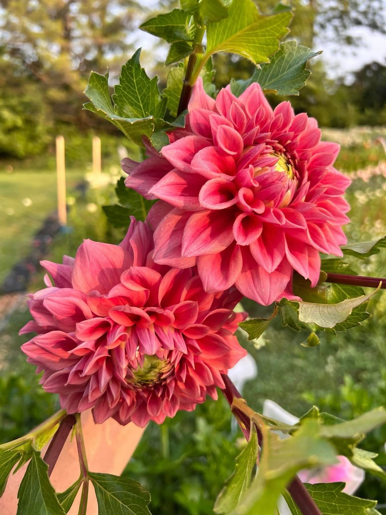 💐🌱Join us for our Garden Party at R/Farm THIS Saturday! Prepare your green thumb and sip delightful spring cocktails as you learn about all things spring planting from experts in various fields in flowers, herbs, and more to help prepare you for sp