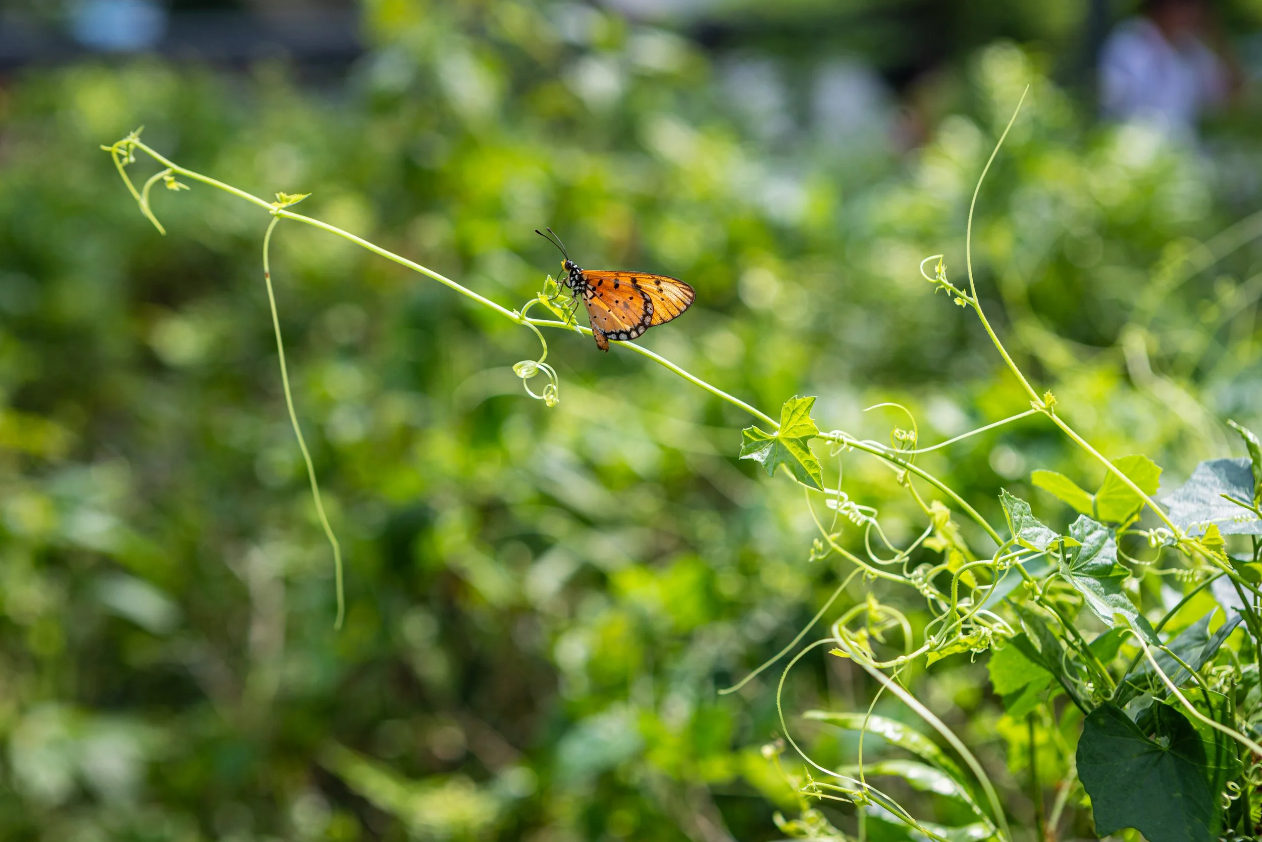 Tampines26-334.jpg
