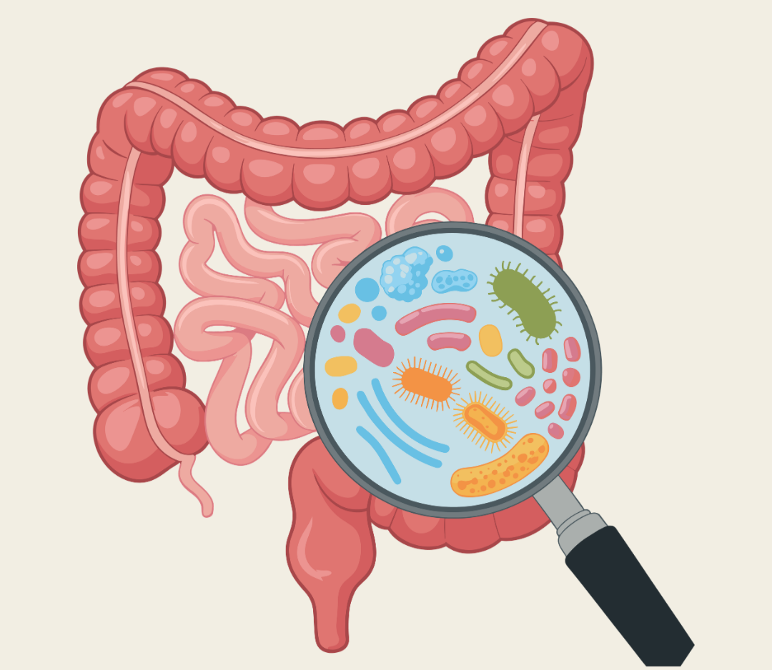 Understanding “Leaky Gut” and Why it Matters in Whole-Person Health