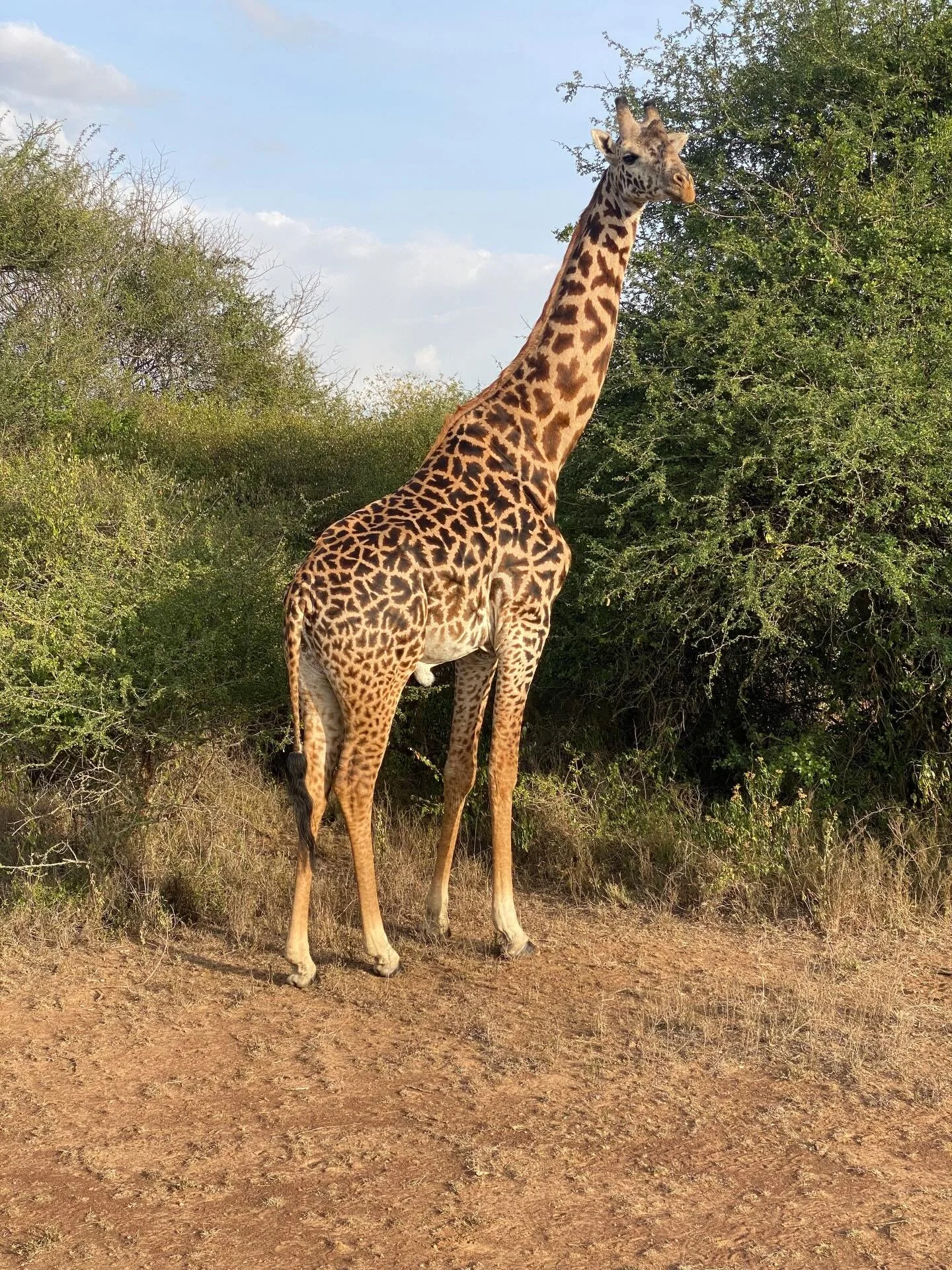 Wondering why I&rsquo;ve been quiet here lately? I&rsquo;ve had a bonkers month with my day job, including the privilege of traveling to #nairobi.
🇰🇪 It was a very busy work week so I saw mostly conference and hotel rooms&hellip;but I did get to sq