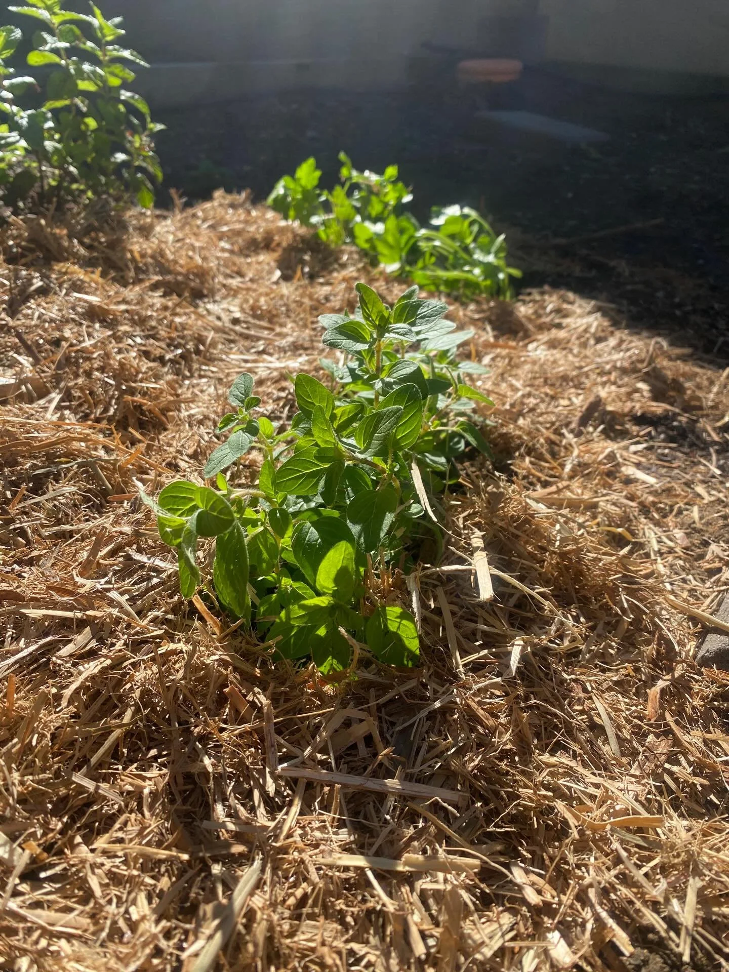 Something new is coming. 
In the garden and from my writing desk. 
Join me at @jenrichardswriter to watch it unfold. 

#aussieauthor #australianauthor #aussiegardens #australianfiction #herbgarden