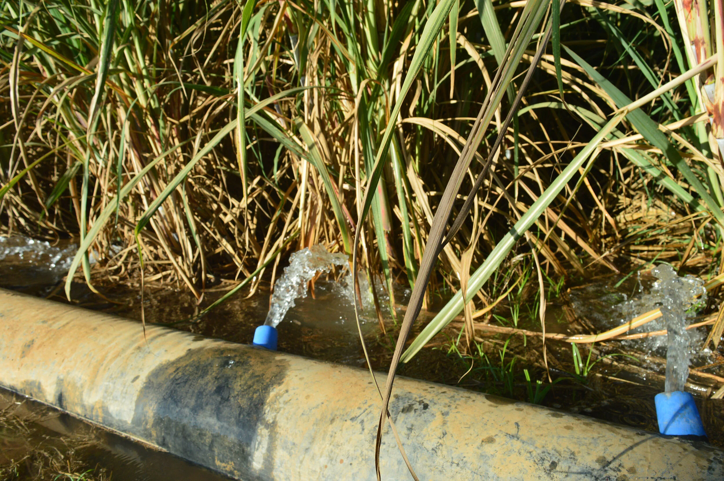 DSC_0054.JPG