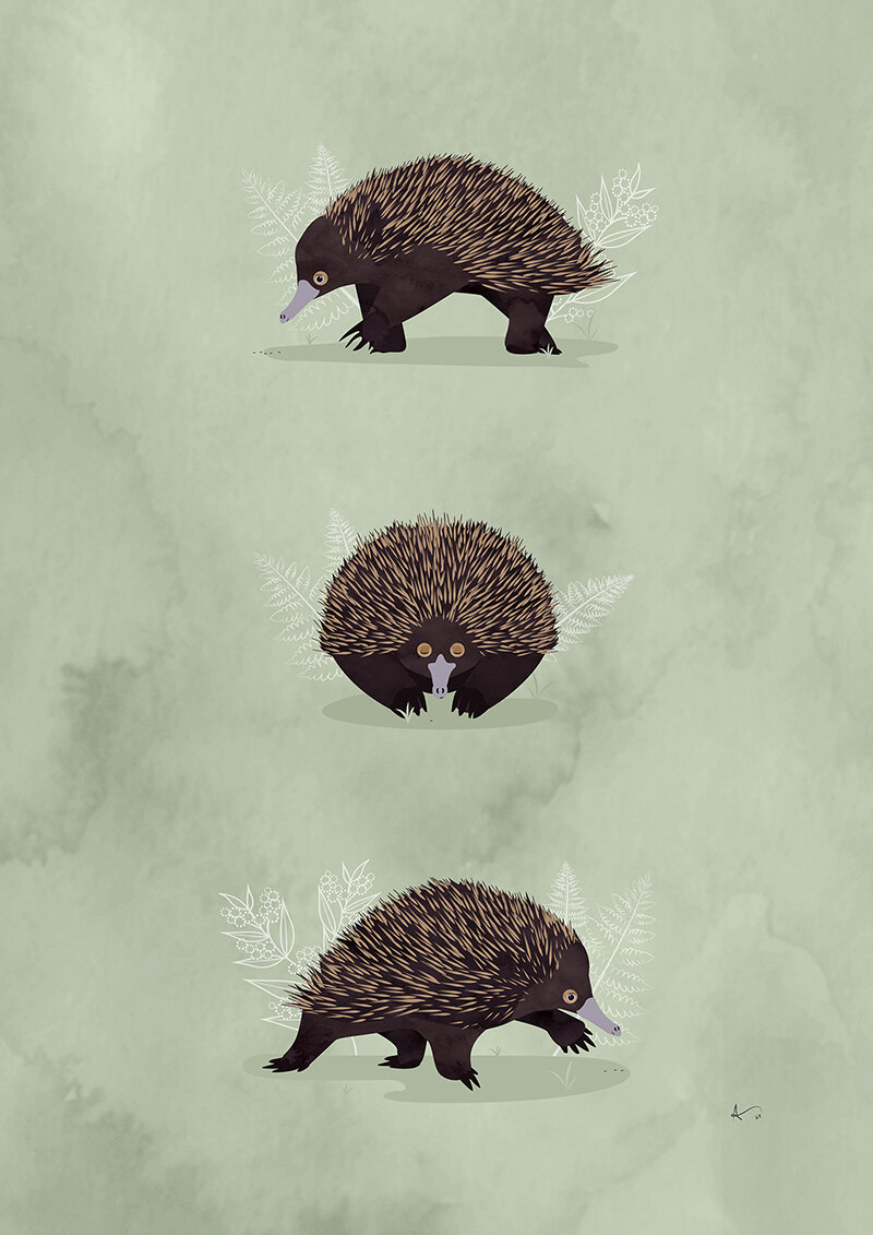 moose-designs-melbourne-echidnas-web.jpg