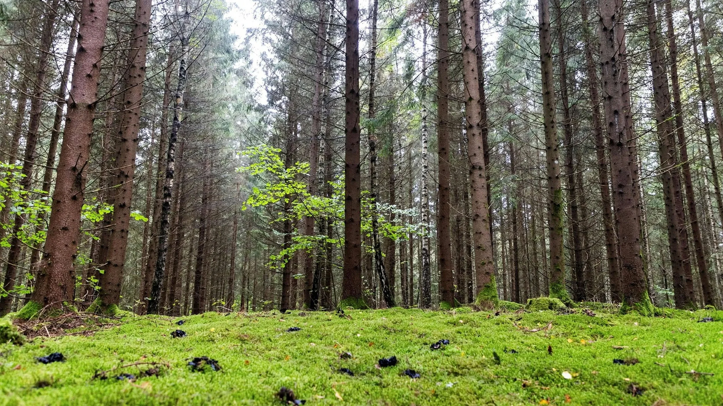 💚 What do EU voters prioritise?