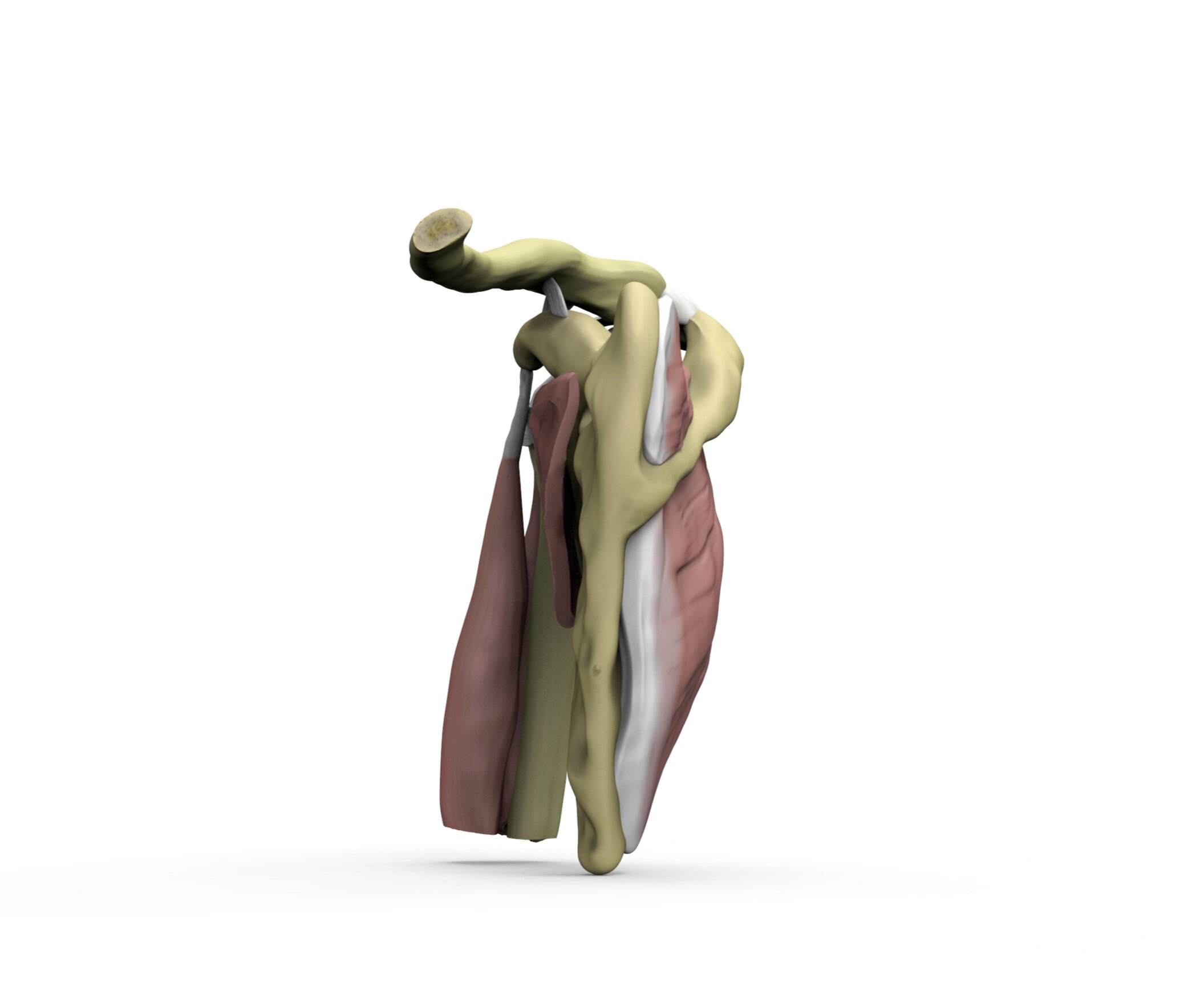 Shoulder+render.73.jpg