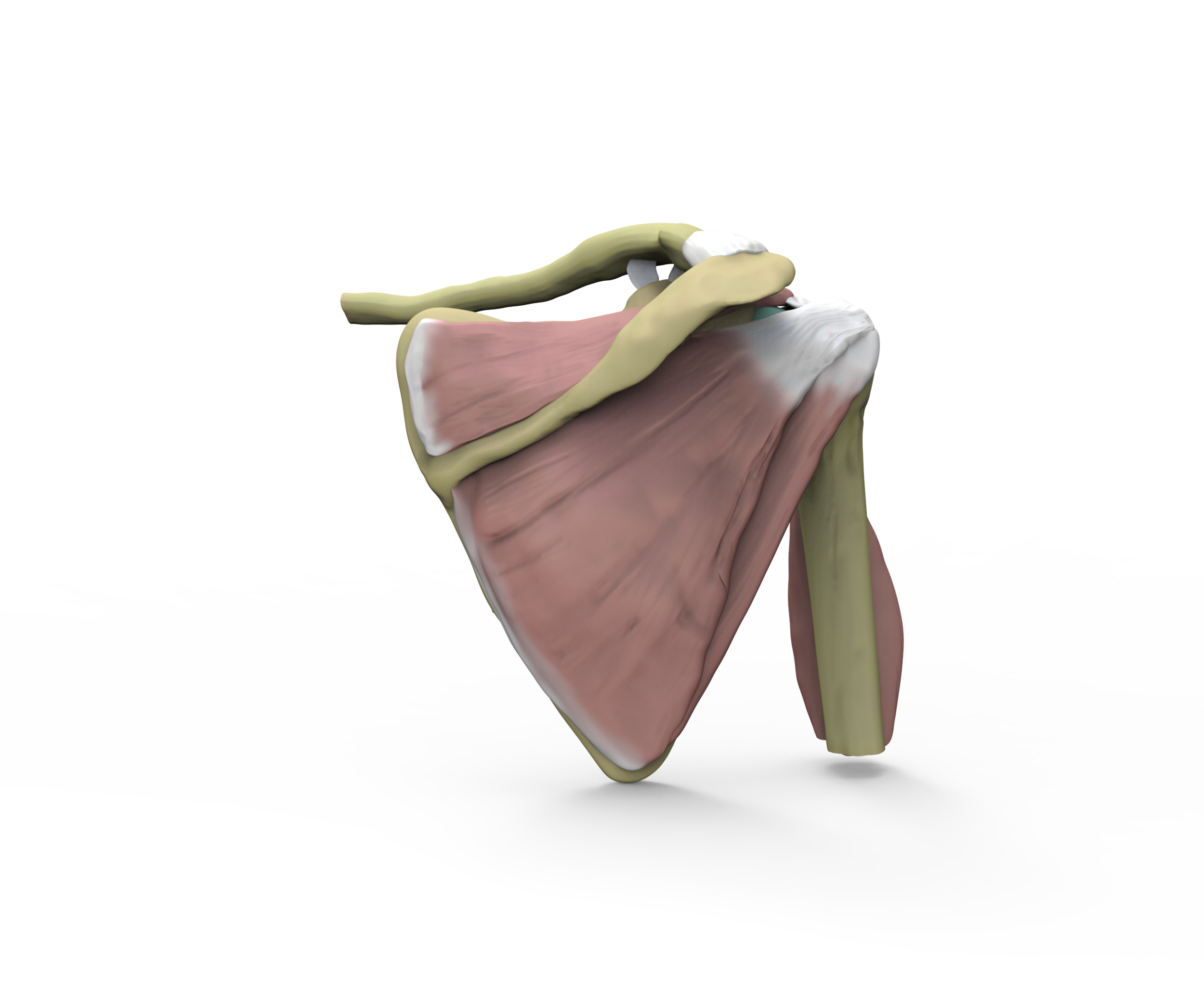 Shoulder render.72.png