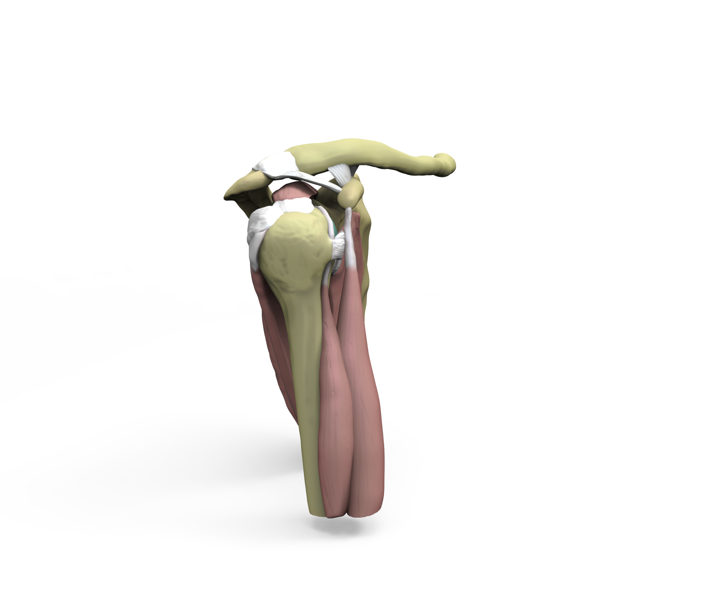 Shoulder render.71.png