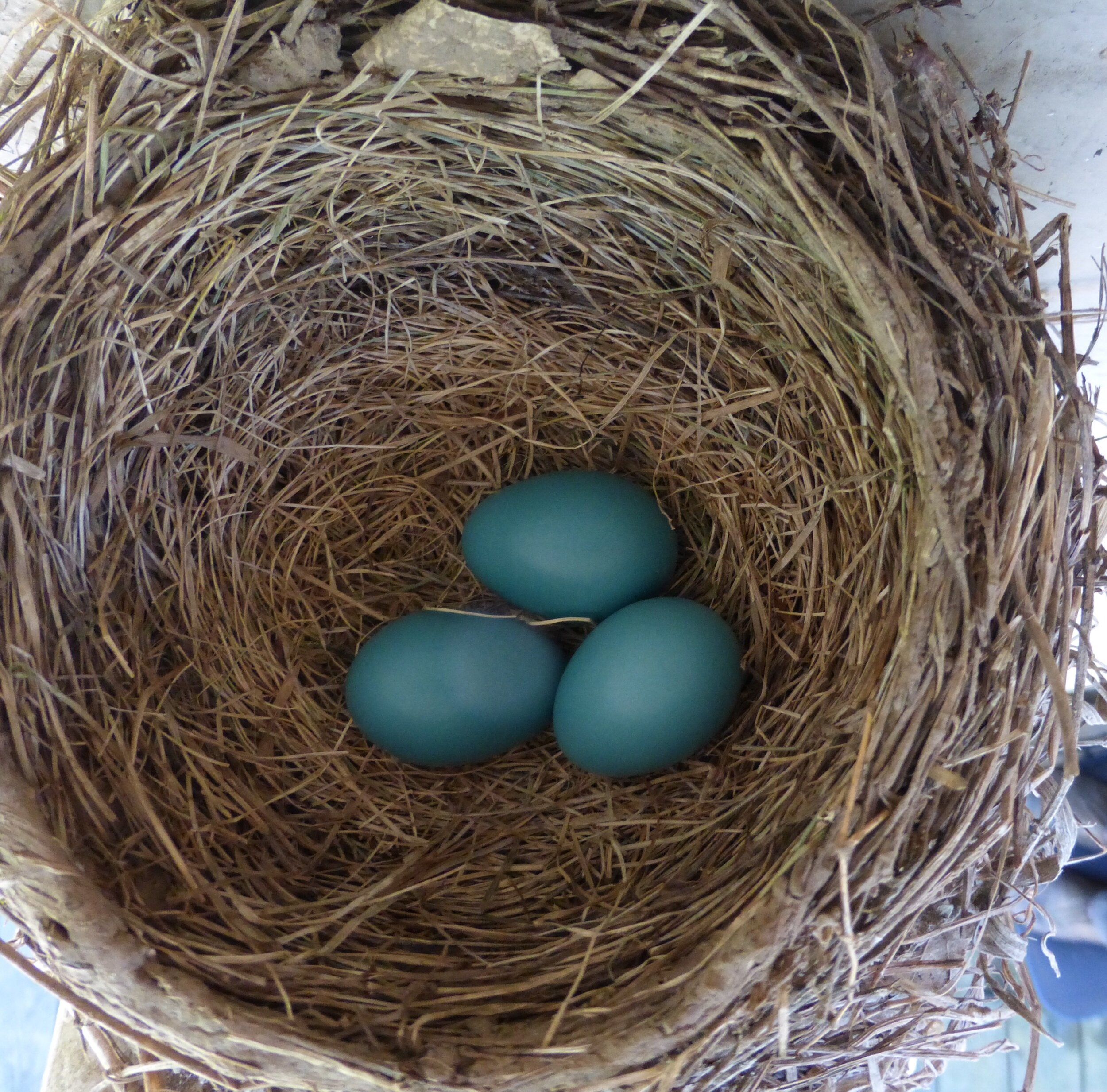 The Eggs are in the Nest