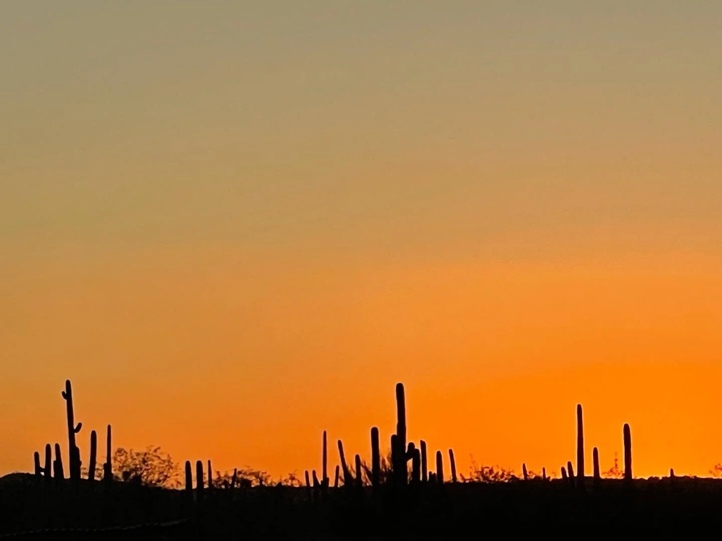 &ldquo;That, and the beloved&rsquo;s clear instructions: turn me into song, sing me awake.&rdquo; - Gregory Orr  Just posted artwork from my class in the Saguaro National Forest. Link in my bio. #workshop #poetry #drawing #painting #lauriedoctor