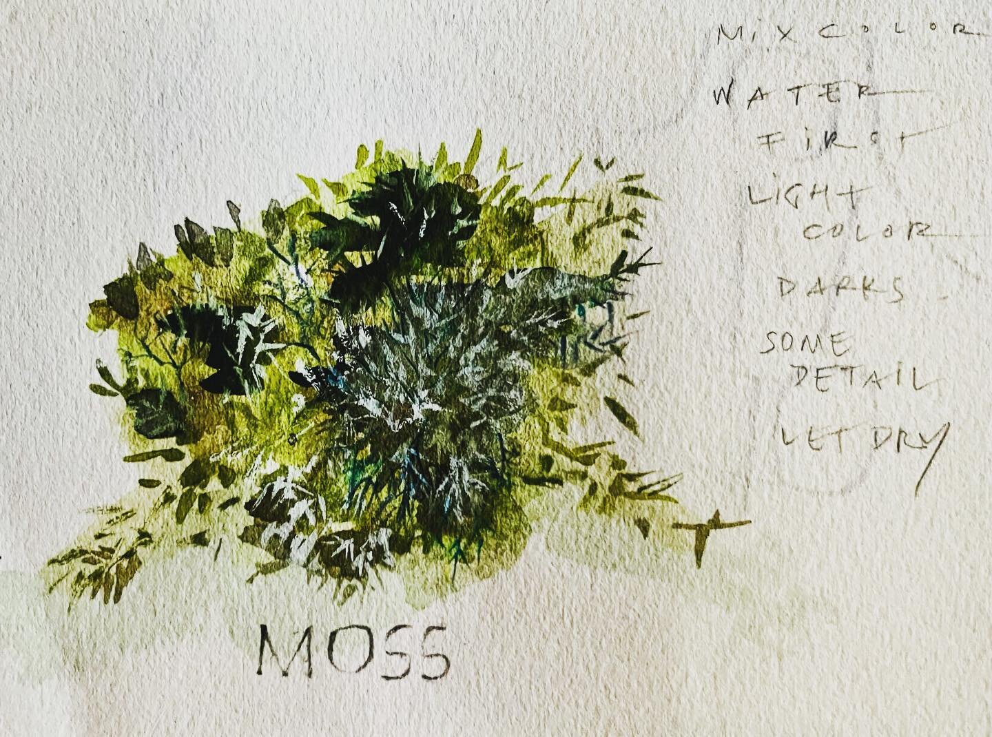 Painting moss and lichen with Andie Thrams @andiethrams #sketchbook #watercolours #lauriedoctor