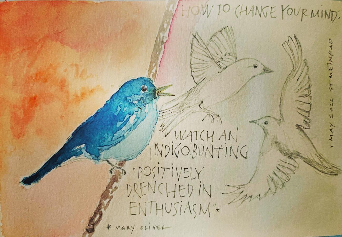 How to change your mind: witness an indigo bunting &ldquo;positively drenched in enthusiasm&rdquo;. - Mary Oliver For thoughts and images from my class at St Meinrad Archabbey click the link in my bio. #sketchbook #workshop #lauriedoctor