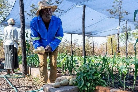 Last year our Bulimi Garden team grew and harvested a variety of differently shaped and sized butternuts from recycled seed. We are always experimenting and testing plants and seeds in our organic soils. 📷 @marklyntonreed