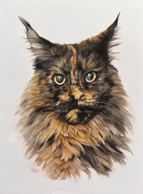 A realistic portrait of a Maine Coon cat with long fur and pointed ears, set against a plain background.