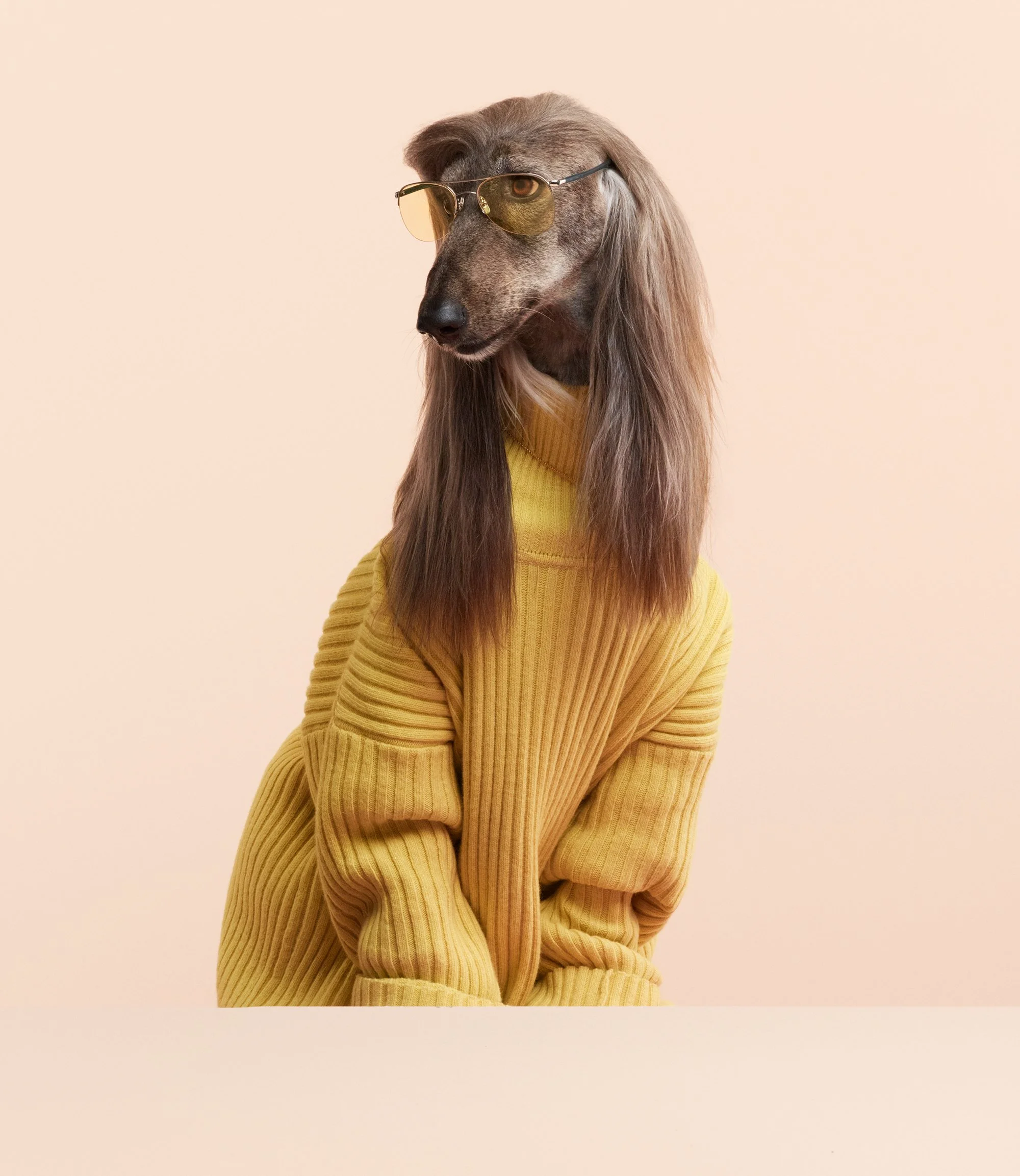 STAND-OUT-Dog.jpg