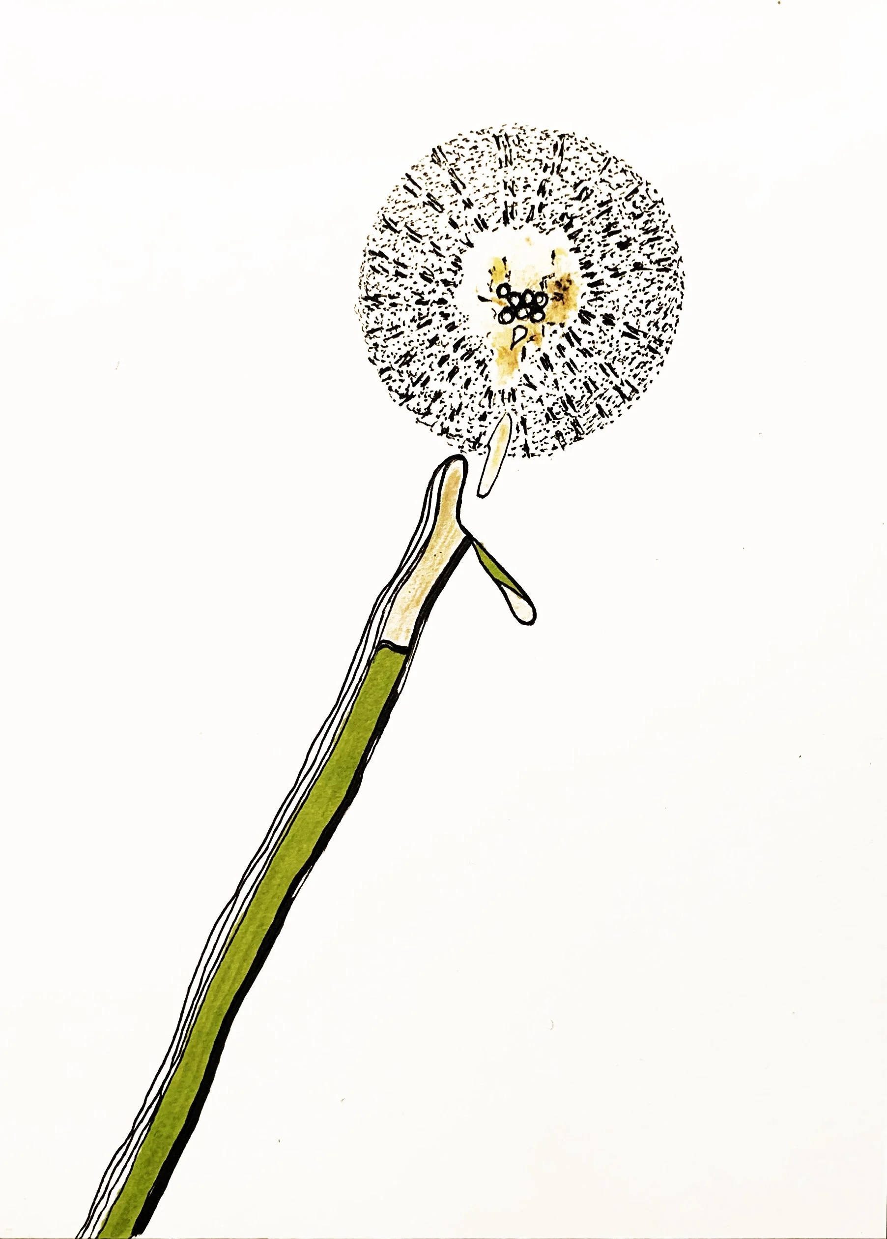 Pusteblume  
 2023
 Marker & ink on paper