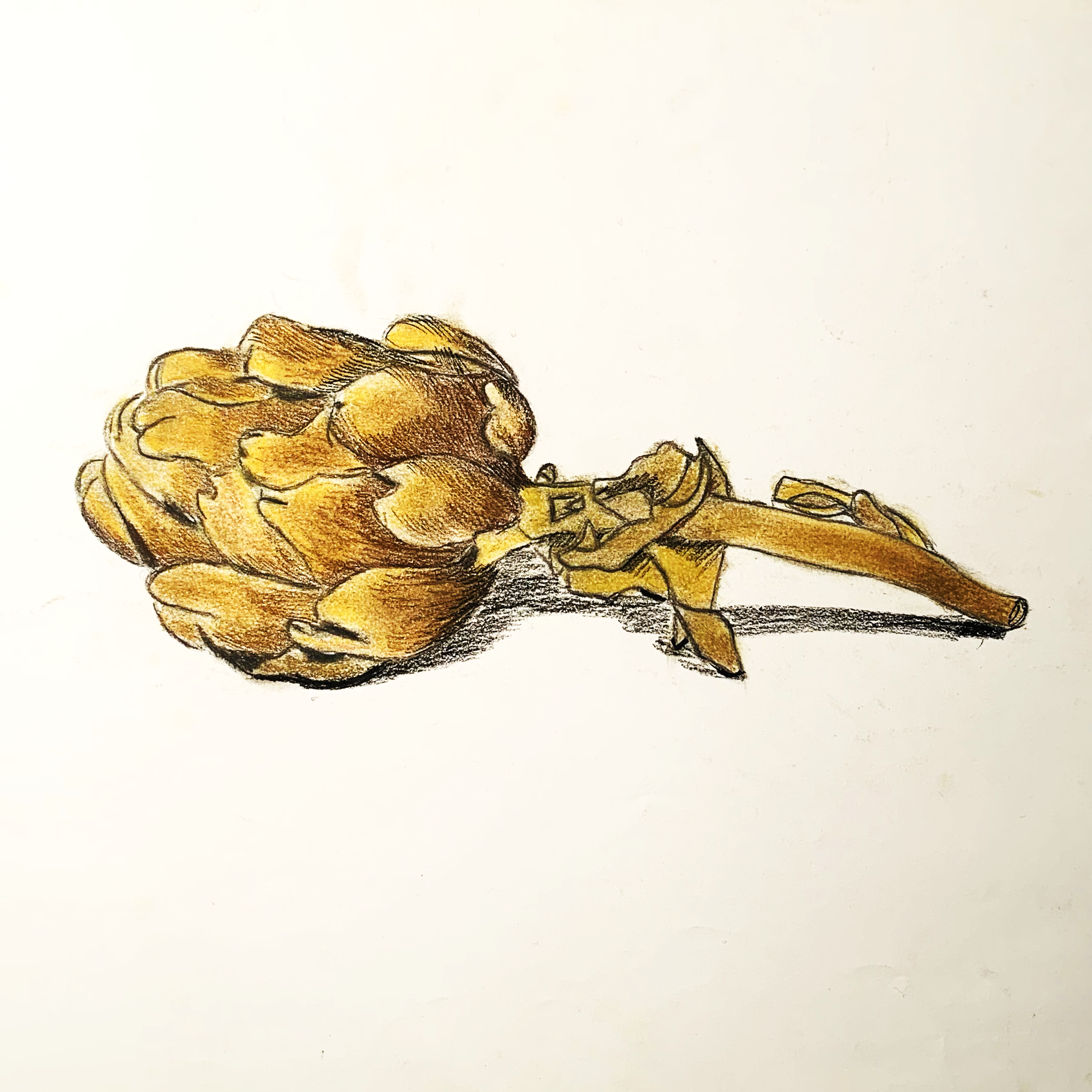  Artichoke  
 2005
 pastel colors and coal on paper