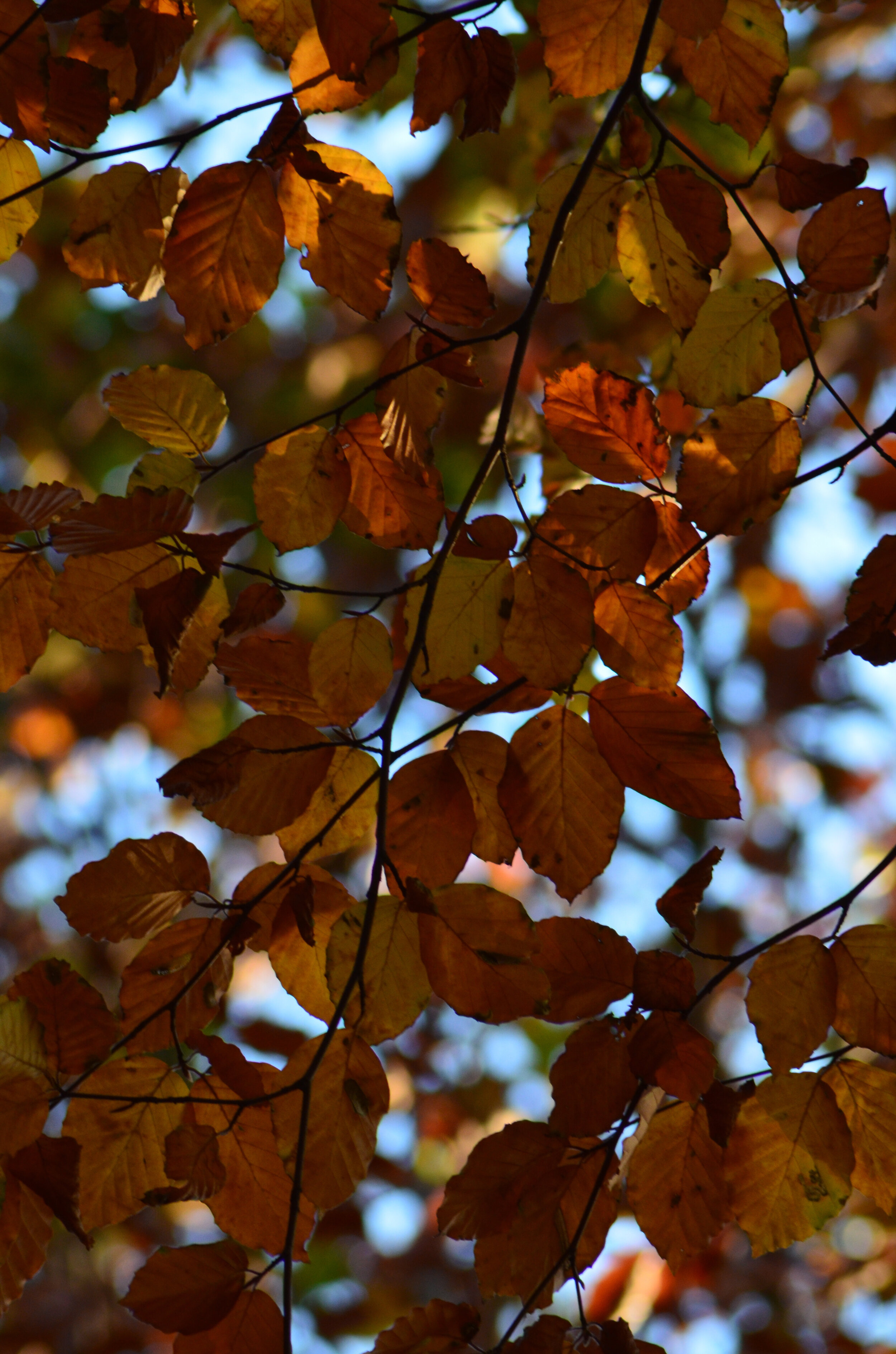 DSC_0048-11.jpg