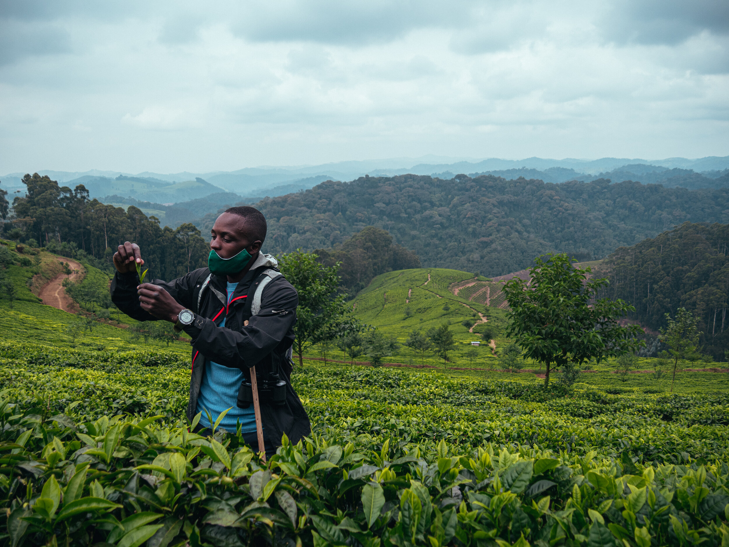 nyungwe2.jpeg