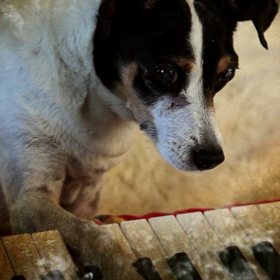 “Atrás do Som e da Imagem – Música Animal” · 2.ª sessão · “Coração de Cão” de Laurie Anderson