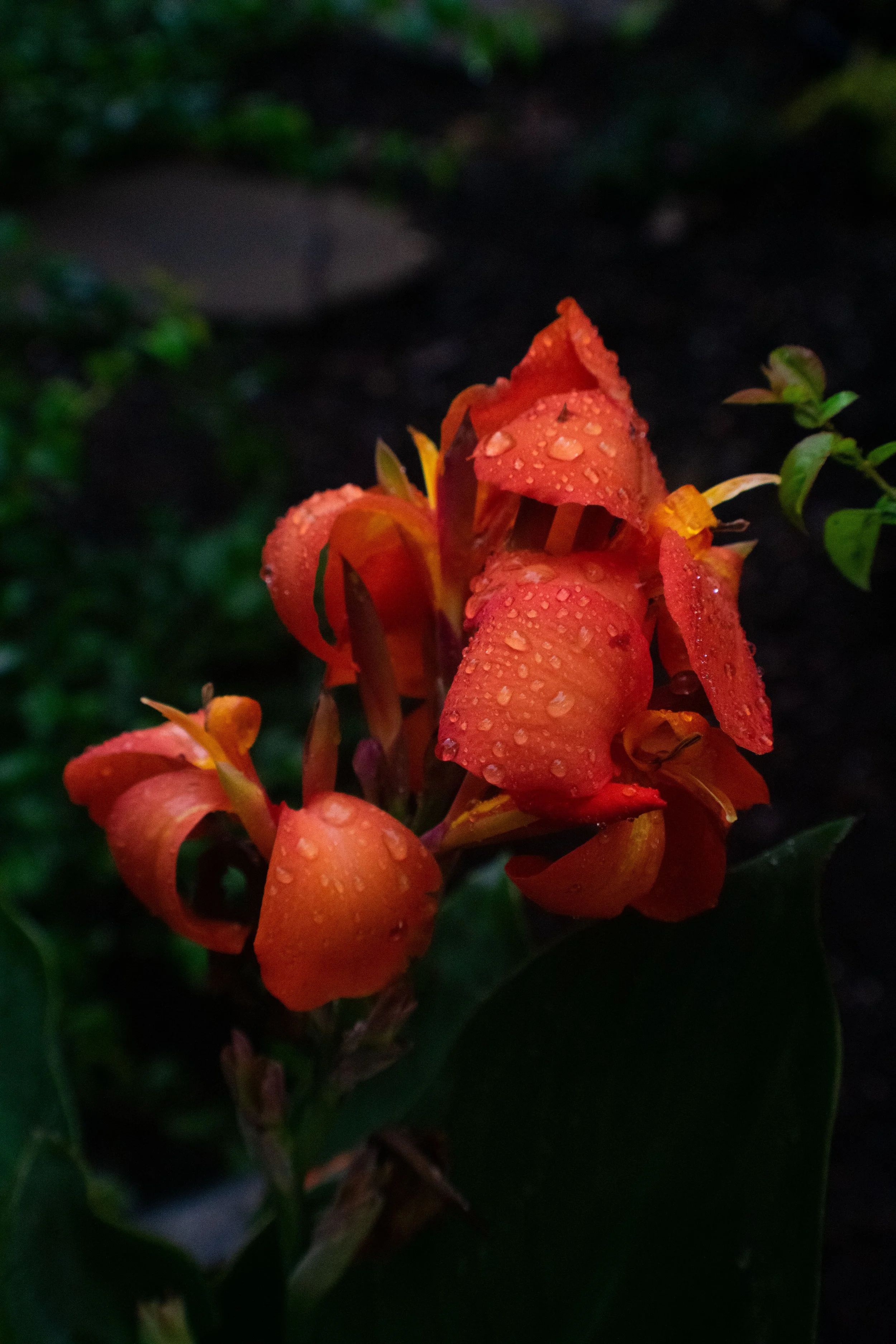 flower_2.jpg