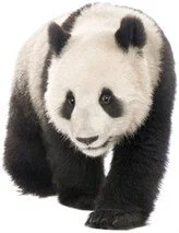 News from Edinburgh Zoo: Panda Boxes