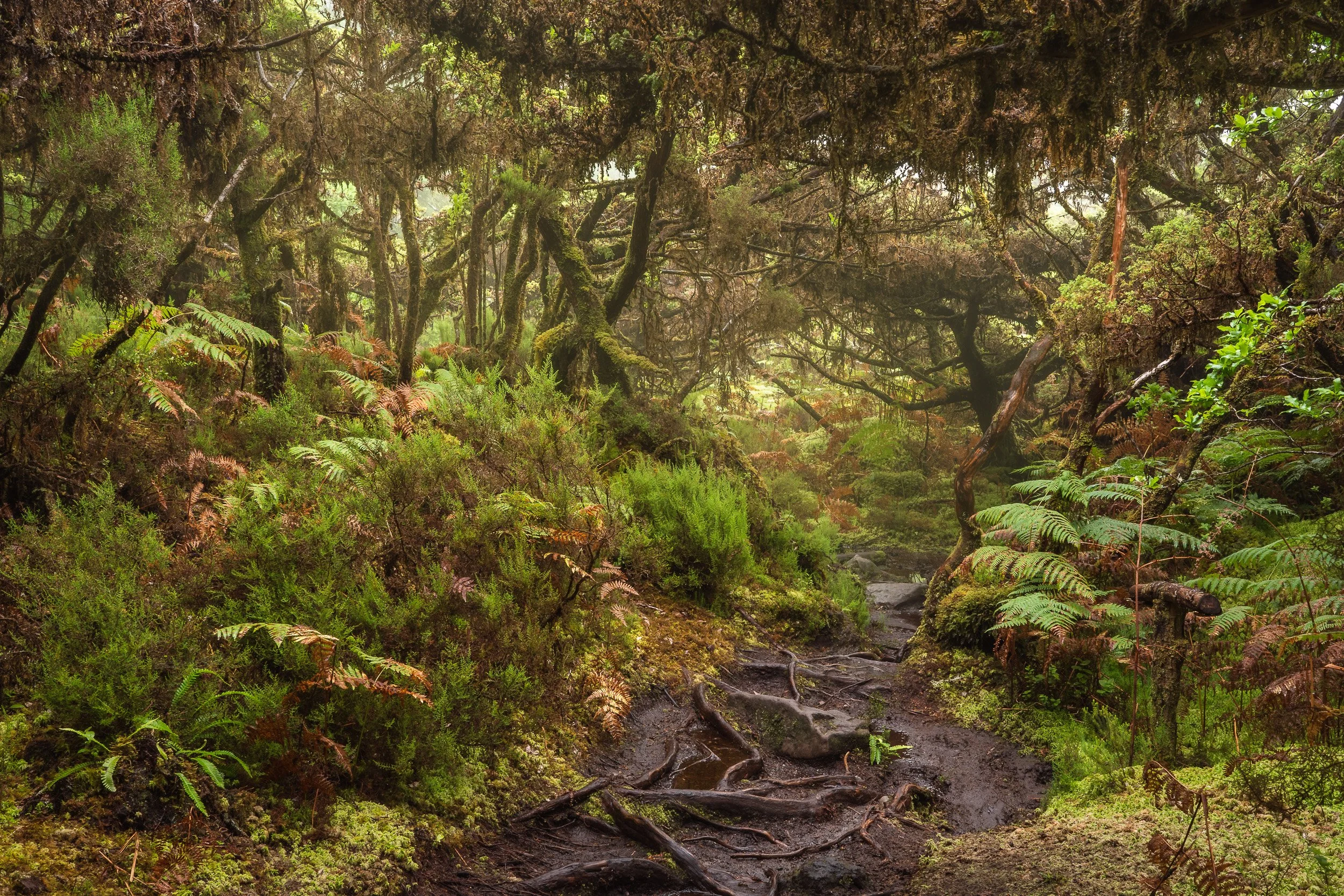 We hiked the amazing Mistérios Negros trail in Terceira, the Azores —  Jeroen Schouten Photography