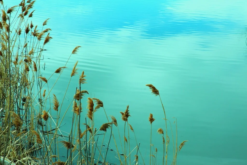 DIY Soothing Antioxidant Toner