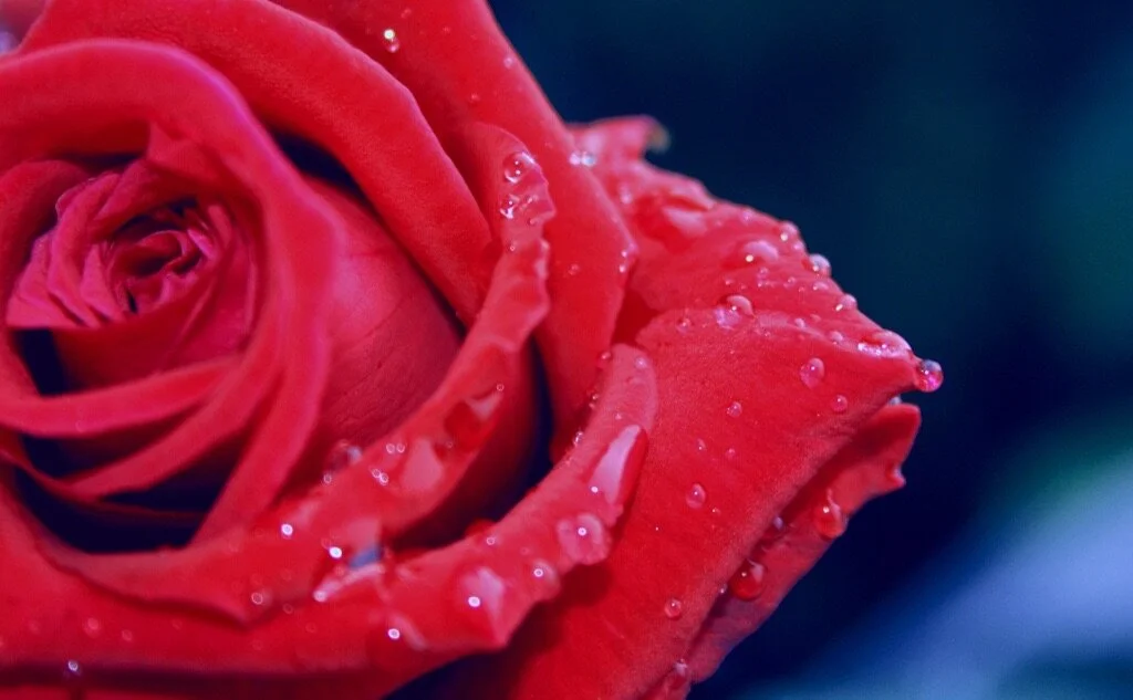 5 Natural Anti-Aging Carrier/Essential Oils