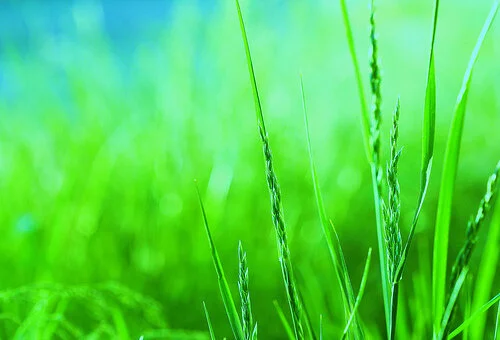 Greener Than Green–A New Lifestyle