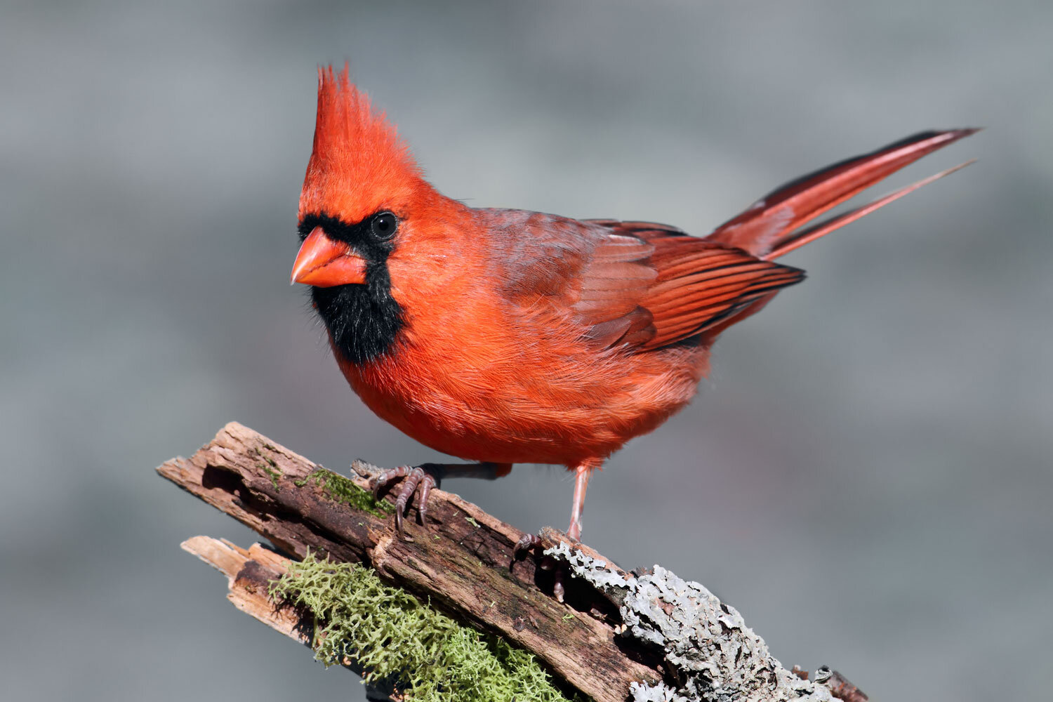 Audubon Park Waste Free Wild Bird Food, Dry, 15 lbs.